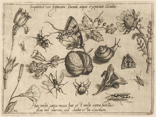 Archétypes et études du père Georgius Hoefnagel Pl28 - Joris Hoefnagel — visning af kunstværket