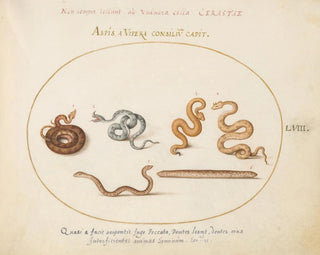 Joris Hoefnagel - Asps and Vipers.webp
