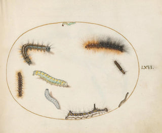 Joris Hoefnagel - Lackey Moth Caterpillar Figure of Eight Caterpillar Grey Dagger Caterpillar and Other Caterpillars.webp