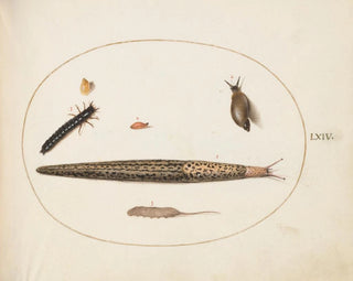 Joris Hoefnagel - Leopard Slug Ground Beetle Larva a Rattailed Maggot and Other Creatures.webp