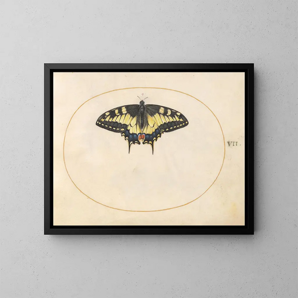 Planche 07 Papillon hale af swallowtail - Joris Hoefnagel — indrammet kunstværk på væggen