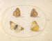 Plaque 09 Papillons Meadow Brown, Gatekeeper, Clouded Yellow og Bath White - Joris Hoefnagel — visning af kunstværket