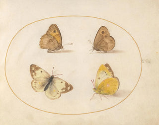 Plaque 09 Papillons Meadow Brown, Gatekeeper, Clouded Yellow og Bath White - Joris Hoefnagel — visning af kunstværket