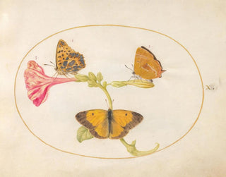 Joris Hoefnagel - Plate 10 Brown Hairstreak SilverWashed Fritillary and Clouded Yellow Butterflies on a FouroClock Flower.webp