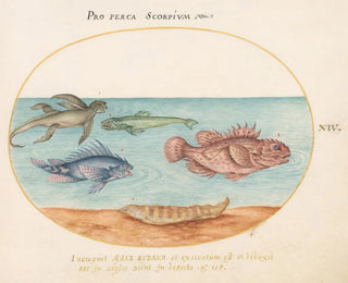 Platine 14 En havneabe, to skorpionfisk og to andre fisk - Joris Hoefnagel — visning af kunstværket