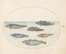 Planche 15 Seks fisk asellorum cod - Joris Hoefnagel — visning af kunstværket