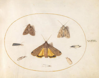 Joris Hoefnagel - Plate 28 Eight Moths Including a Large Yellow Underwing and Grey Dagger.webp