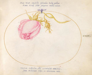 Joris Hoefnagel - Plate 29 Pink Rose and Rosebud.webp