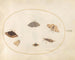 Platine 32 Six Papillons de Nuit - Joris Hoefnagel — visning af kunstværket