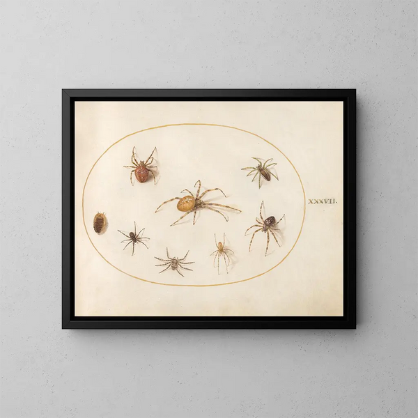 Platine 37 Sept araignées og et insekt - Joris Hoefnagel — indrammet kunstværk på væggen