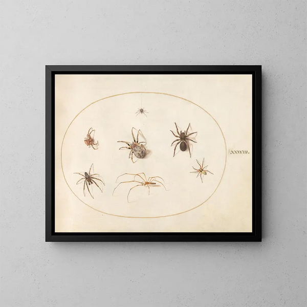 Platine 38 Sept araignées - Joris Hoefnagel — indrammet kunstværk på væggen