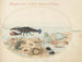 Platine 44 Homard, to krabber, muslingeskaller og andre marine livsformer - Joris Hoefnagel — visning af kunstværket