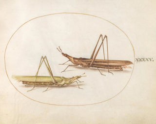 Joris Hoefnagel - Plate 45 Two LongHeaded Grasshoppers.webp