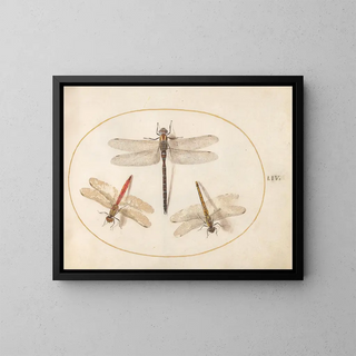 Joris Hoefnagel - Plate 54 Hairy Dragonfly and Two Darters.webp