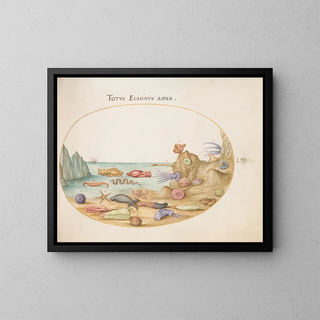 Joris Hoefnagel - Plate 54 Sea Cucumbers Sea Urchins Starfish a Sea Nettle a Sea Hare and Other Marine Life.webp