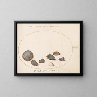 Joris Hoefnagel - Plate 58 Shells including Abalone.webp