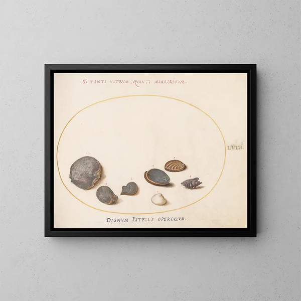 Platine 58 Skaller, inklusive abalone - Joris Hoefnagel — indrammet kunstværk på væggen