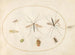 Platine 59 Sept insekter, herunder en insekt-skjold af hyld, græshoppefluer og en blomsterflue - Joris Hoefnagel — visning af kunstværket