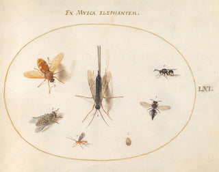 Joris Hoefnagel - Plate 61 Seven Insects Including Flies.webp