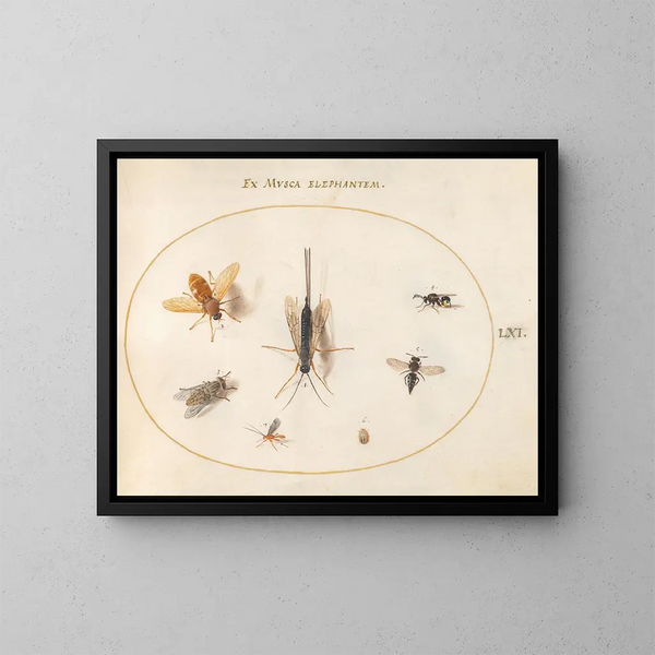 Platine 61 Sept insekter herunder fluer - Joris Hoefnagel — indrammet kunstværk på væggen