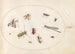 Planche 64, elleve insekter inklusive en odder og en langhorn - Joris Hoefnagel — visning af kunstværket