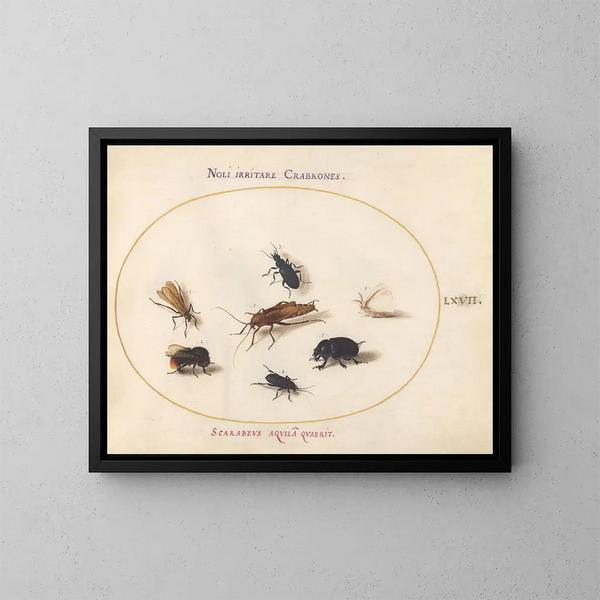 Platine 67 Sept insekter, herunder en hvid sommerfugl og en bi - Joris Hoefnagel — indrammet kunstværk på væggen