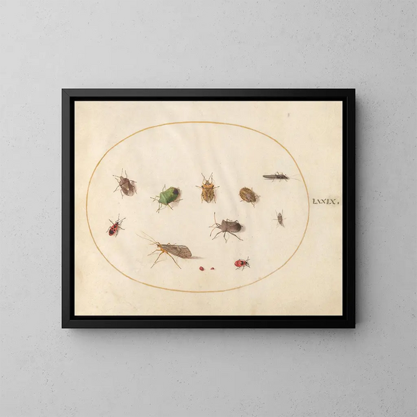 Platine 79 Tolv insekter, herunder væggelus - Joris Hoefnagel — indrammet kunstværk på væggen