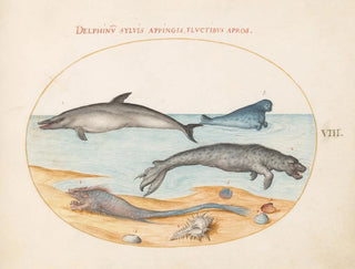 Joris Hoefnagel - Plate 8 A Dolphin Two Seals a Brethmechin and Shells.webp