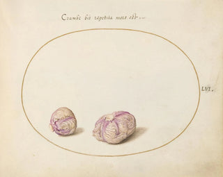 Joris Hoefnagel - Two Heads of Cabbage.webp