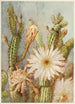 Cactus - Joseph Kallaus — visning af kunstværket