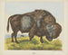 Bison - Joseph Scholz — visning af kunstværket