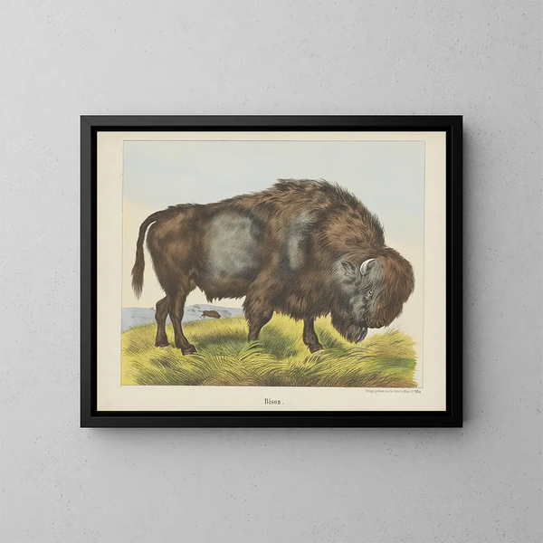 Bison - Joseph Scholz — indrammet kunstværk på væggen