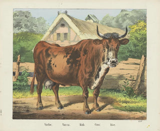 Vache - Joseph Scholz — visning af kunstværket