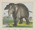 Elefant - Joseph Scholz — visning af kunstværket