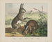 Hare - Joseph Scholz — visning af kunstværket