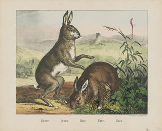 Hare - Joseph Scholz — visning af kunstværket