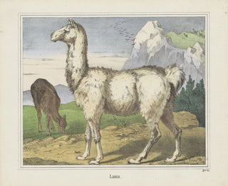 Lama - Joseph Scholz — visning af kunstværket