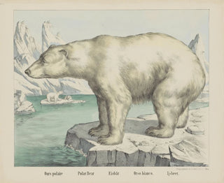 Joseph Scholz - Polar bear.webp