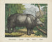 Rhinocéros - Joseph Scholz — visning af kunstværket