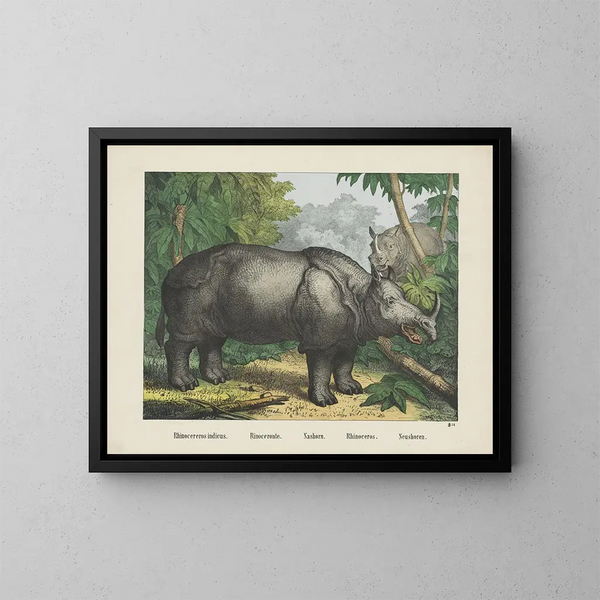 Rhinocéros - Joseph Scholz — indrammet kunstværk på væggen