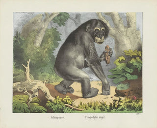Joseph Scholz - Schimpanse.webp