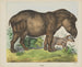 Tapir - Joseph Scholz — visning af kunstværket