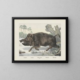 Joseph Scholz - Wild boar.webp