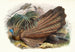 Argus giganteus - Joseph Smit — visning af kunstværket