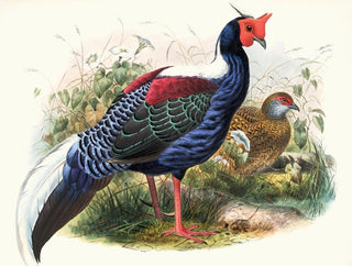 Joseph Smit - Euplocomus Swinhoei.webp