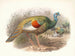 Mélanocris ocellata - Joseph Smit — visning af kunstværket