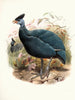 Numida plumifera - Joseph Smit — visning af kunstværket