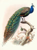 Pavo cristatus - Joseph Smit — visning af kunstværket
