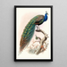 Pavo cristatus - Joseph Smit — indrammet kunstværk på væggen