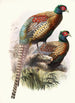 Phasianus Deccollatus - Joseph Smit — visning af kunstværket